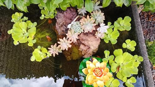 a group of flowers on a tree stump at Sunflower Guest House - Madalena - Pico in São Caetano
