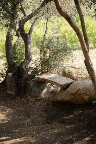 a bench sitting on a rock next to a tree at A Malgrana - Tente lodge hébergement insolite in Coti-Chiavari