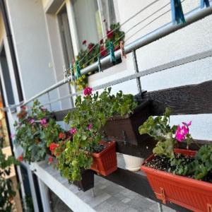 a balcony with flowers in pots on a building at Guesthouse Juli in Sapareva Banya