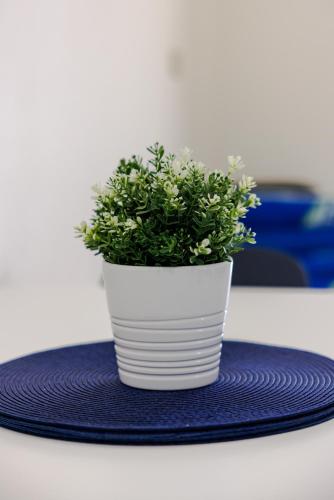 a plant in a white pot sitting on a blue plate at Ulala Culebra in Culebra