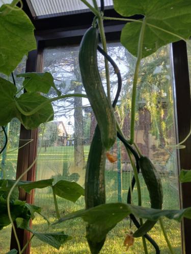 a green pepper plant in front of a window at Guest House Sněžník in Sněžnik