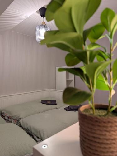 a potted plant sitting on a table next to a bed at Ferienwohnung Landruhe in Katharinenberg