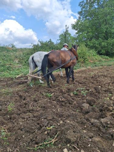 a man is pulling a horse on a field at VILA DISHA in Tirana