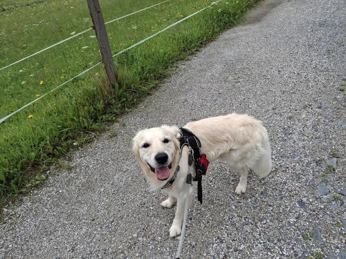 Animal ou animaux domestique(s) séjournant avec des clients dans l'établissement Lampererhof