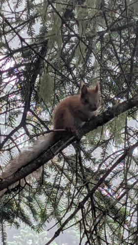 a cat sitting on top of a tree branch at House in forest in Gomi