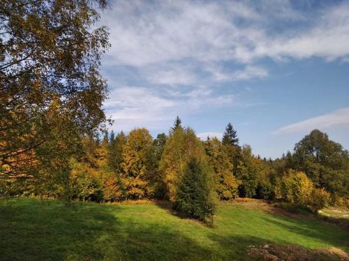 a green field with trees in the background at Zapach Lasu Polanica -Zdrój 