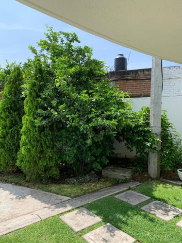 a large green bush next to a building at Hermosa casa residencial alberca propia climatizada in Cuautla Morelos