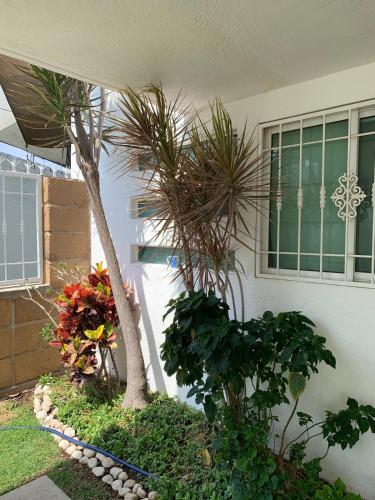 a house with two trees and plants in front of it at Hermosa casa residencial alberca propia climatizada in Cuautla Morelos