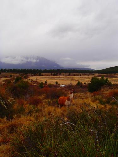 Fotografie z fotogalerie ubytování Tierra de Guanacos - casa en la naturaleza v destinaci Cholila