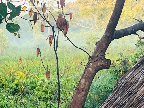 a painting of a tree in a field at Veha Koh Rong in Kaôh Rŭng