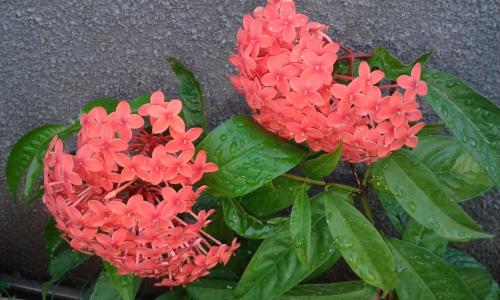a plant with red flowers and green leaves at Cardamon Villa is a 2 bedroom with 1 bathroom and seperate toilet detached house with AC and swimming pool , 5 minutes walk from Flic en Flac public beach in Flic-en-Flac