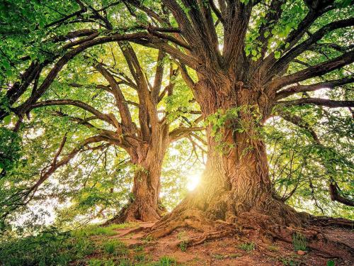 a group of trees with the sun shining between them at 6 person holiday home in blentarp-By Traum in Blentarp