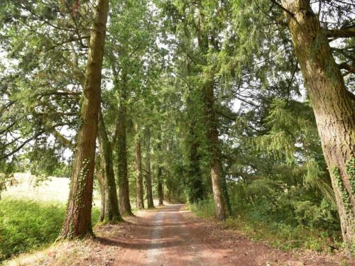 a dirt road through a forest with trees at Holiday Home in Luzy with Fenced Garden in Cuzy