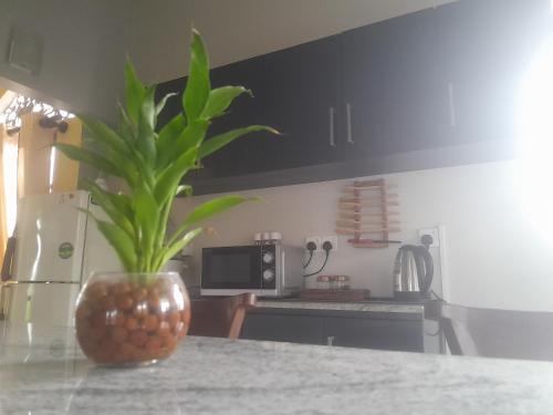 a kitchen with a plant in a vase on a counter at Ralph recedency in Kochchikade