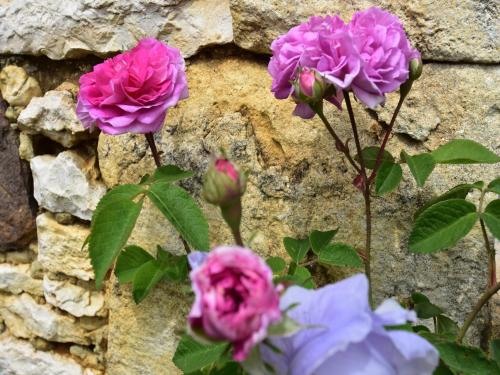 a group of pink roses against a stone wall at Holiday home with private garden in Cazals