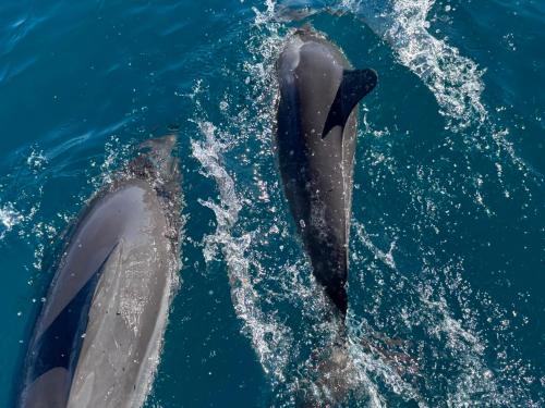 two dolphins playing in the water at Airport Pamatai Room in Faaa