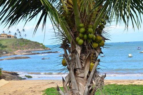 a palm tree on the beach with the ocean at Pousada Caravelas in Guarapari