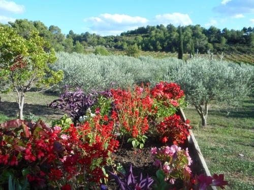 a garden of flowers in a field with trees at Le camberaud in Mailhac