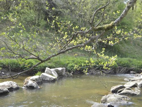 a river with rocks and a tree hanging over it at Pet-Friendly Escape in Fauvillers in Fauvillers