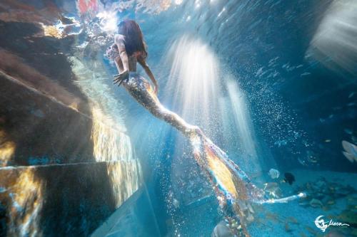 a mermaid is in the water in the waterivedivedivedivedivedived at Beluga Sanya Discovery Ocean World in Shangsimacun