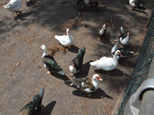 a group of ducks standing around in the dirt at Gypsy Caravan in Weideblick with Farm Animals in Bergen op Zoom