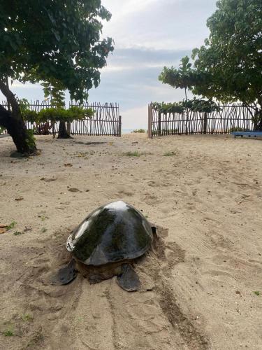 a turtle is sitting in the sand on the beach at Magnolia House Mirissa in Mirissa
