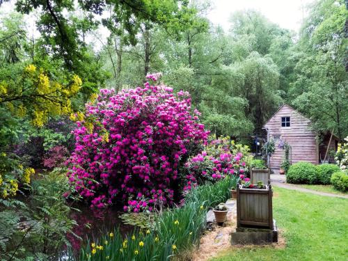 a large bush of pink flowers in a garden at Fishing Chalet, Opglabbeek in Oudsbergen 