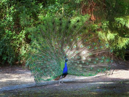 a peacock with its feathers out on the ground at Fishing Chalet, Opglabbeek in Oudsbergen 