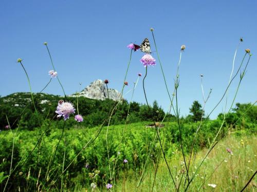 a field of flowers with a butterfly flying in the sky at Quiet country side cottage near nature park Velebit in Lovinac