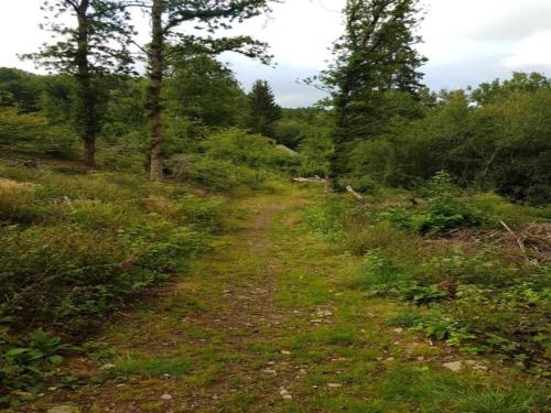 a dirt trail in a field with trees at Detached holiday home in Chassiers with pool in Chassiers