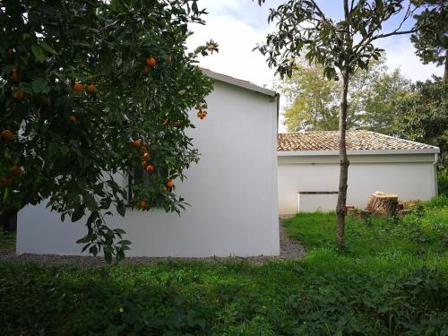 an orange tree in front of a white building at Inviting holiday home in Maida with swimming pool in Maida