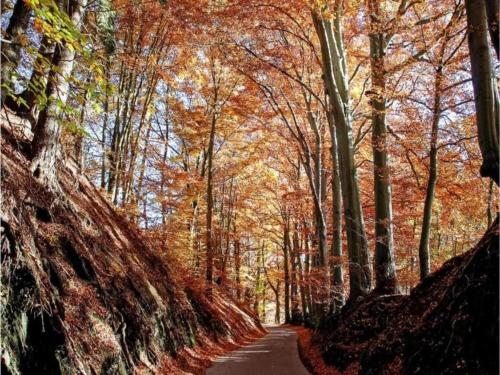 a road in the middle of a forest filled with trees at Scenic chalet in Vieuxville with terrace in Vieuxville