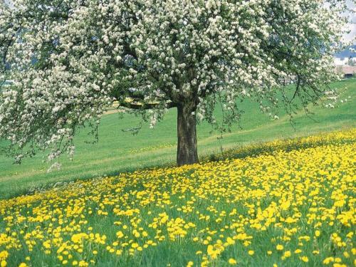 a tree in the middle of a field of flowers at Stunning Holiday Home near Forest in Slenaken in Slenaken