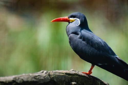 Animaux dans l'appartement ou à proximité