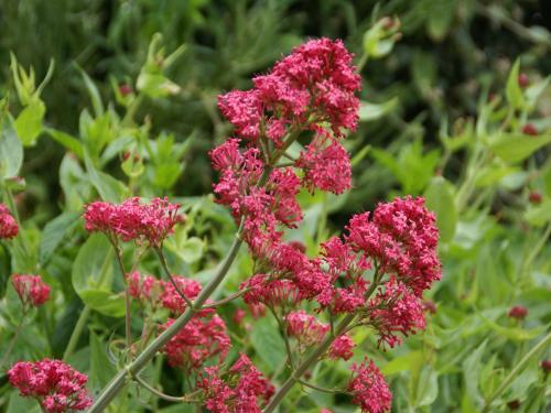 a bunch of pink flowers in a field at Holiday Home in Saint-Beauzire with Garden and Private Terrace in Saint-Beauzire