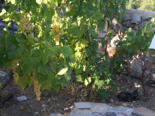a bunch of grapes hanging from a grape tree at Holiday Home with Garden in Kritinia in Kritinía
