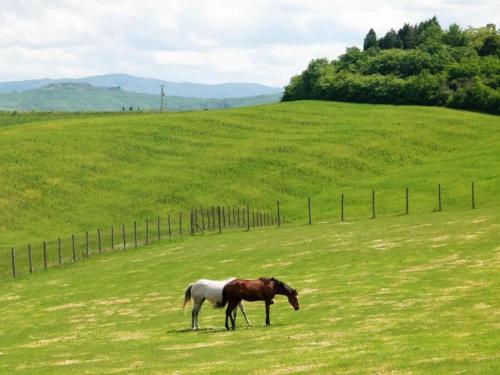 a brown and white horse grazing in a field at Traditional Farmhouse in Toscana with Swimming Pool in San Lorenzo a Merse
