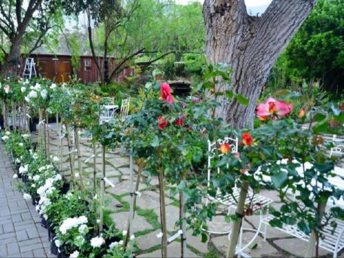 a row of flowers in a garden next to a tree at Fiore Guest Accommodation in Greyton