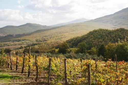 a vineyard in the mountains with mountains in the background at Apartment in Chiusdino in Chiusdino