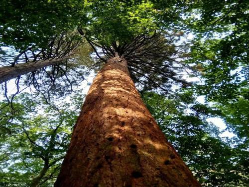 a tall tree looking up into the sky at Chalet, Wendorf in Wendorf