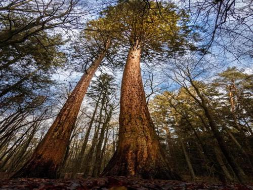 two tall trees in a forest with the sky in the background at Chalet, Wendorf in Wendorf
