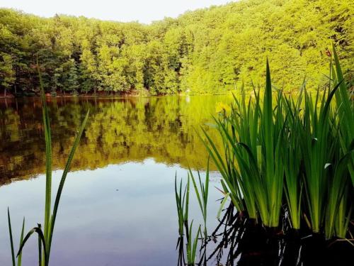 a view of a lake with trees in the background at Charming holiday home with natural garden in Kaltennordheim-Thuringia in Unterweid