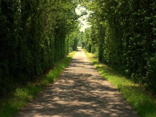 a dirt road with trees on both sides at Holiday Home near Lutjestrand Beach in Oosterklief