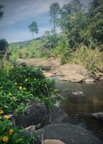 a river with rocks and plants next to a field at IRON BRIDGE COVE in Meppādi