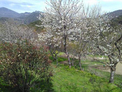 a group of trees with white flowers in a field at Riverside Home in Folelli in Penta-di-Casinca