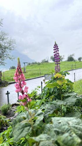a garden with pink flowers and a body of water at SusaLie in Mauren