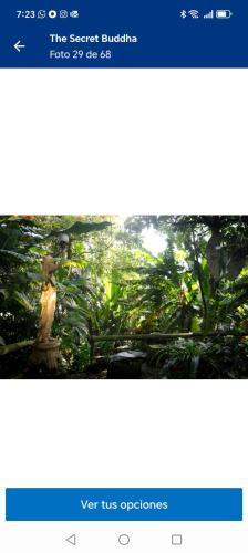 Fotografie z fotogalerie ubytování Artsy lush villa with jungle garden in the city v destinaci Sabaneta