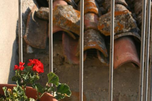 a red flower in a pot next to a metal fence at Nino's House in Sperlinga