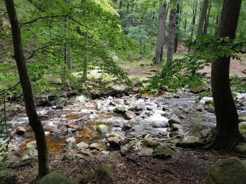 a stream of water with rocks in a forest at Familienspaß & Waldwege in Ilsenburg in Ilsenburg