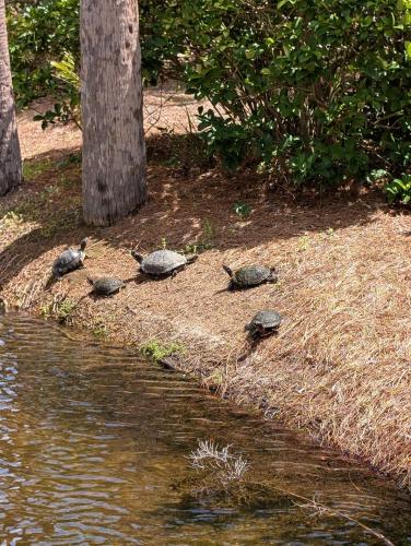 a group of turtles sitting on the side of a river at Turtle View Villa in Hilton Head Island